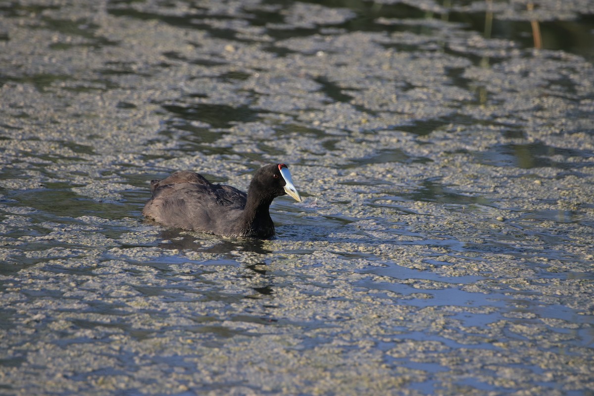 Red-knobbed Coot - ML642909585