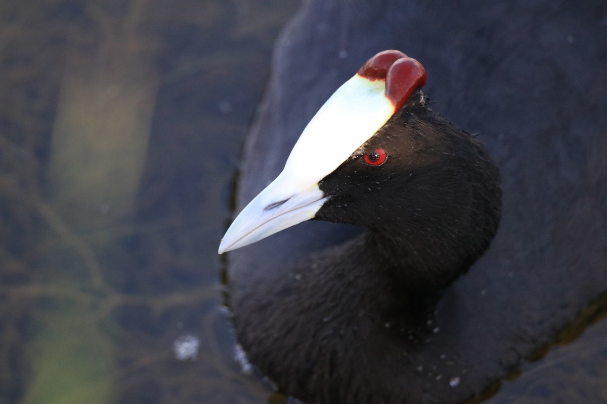 Red-knobbed Coot - ML642909586