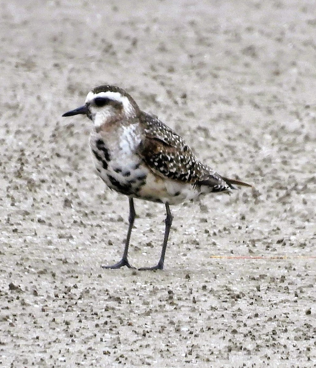 American Golden-Plover - ML642909588
