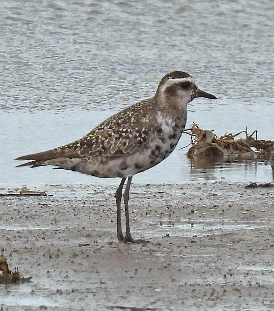 American Golden-Plover - ML642909589