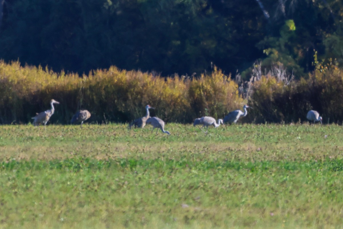 Sandhill Crane - ML642909592