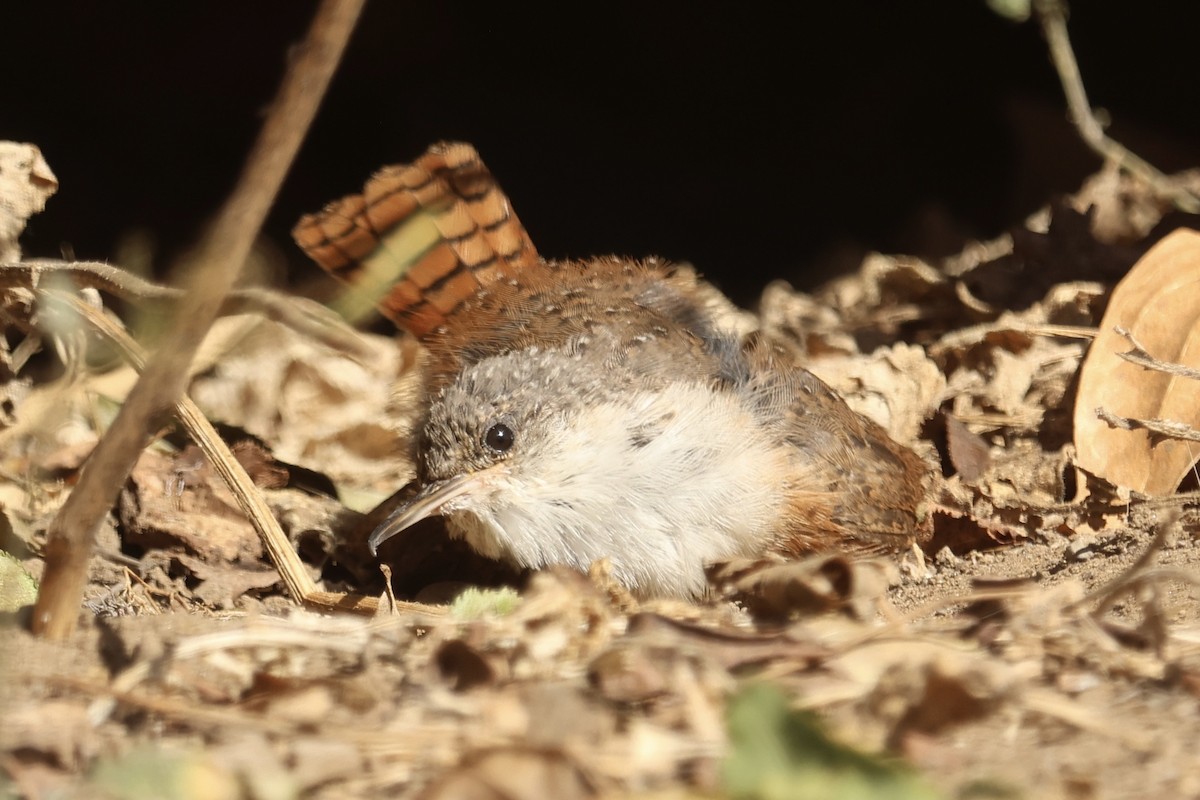 Canyon Wren - ML642909597
