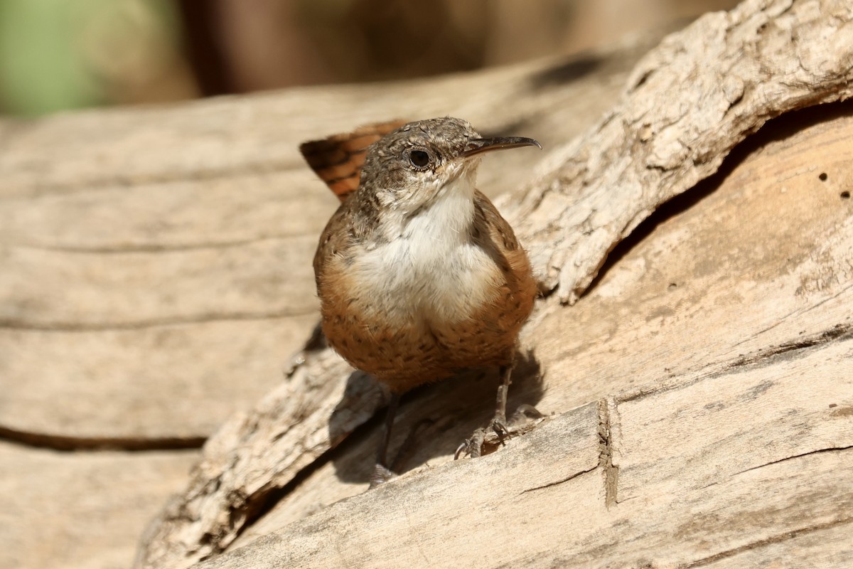 Canyon Wren - ML642909598