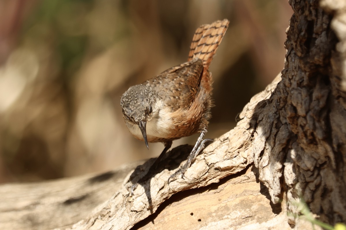 Canyon Wren - ML642909600
