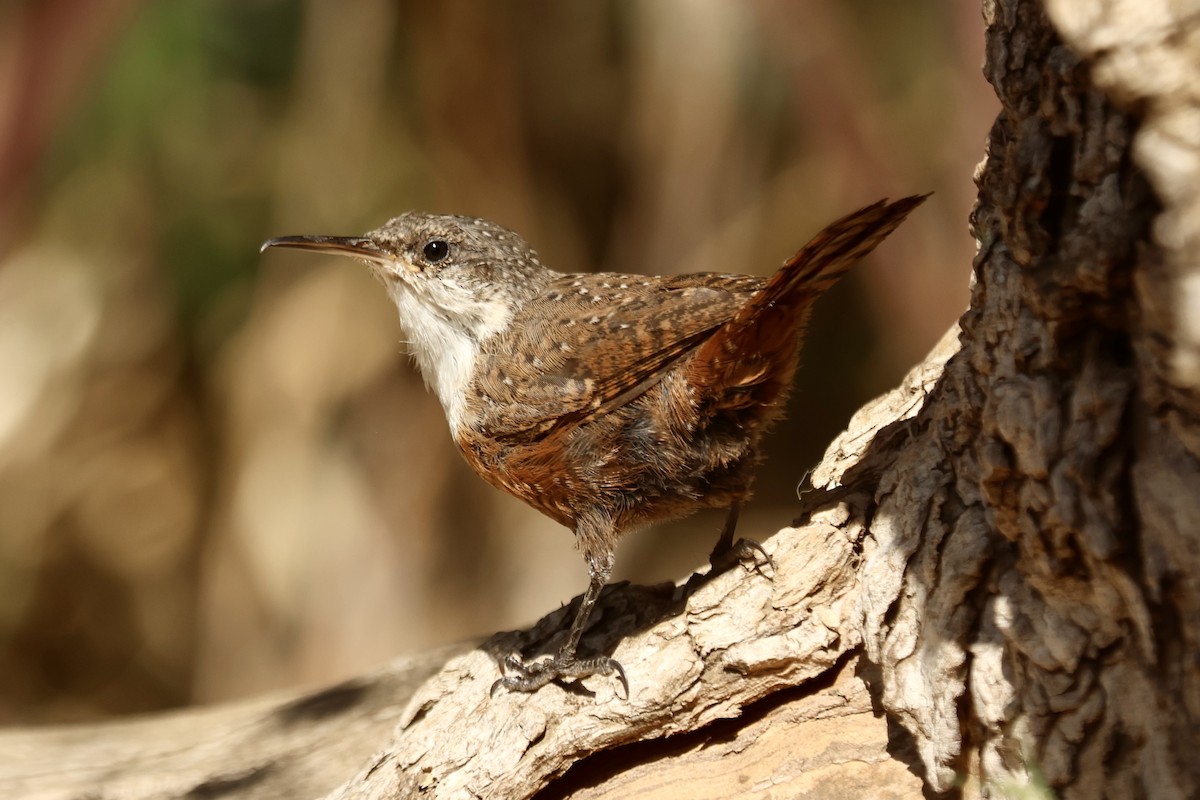 Canyon Wren - ML642909601