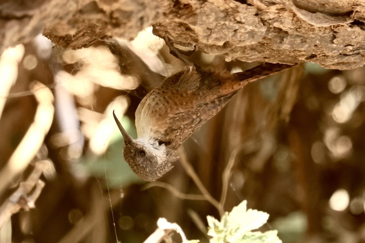 Canyon Wren - ML642909602