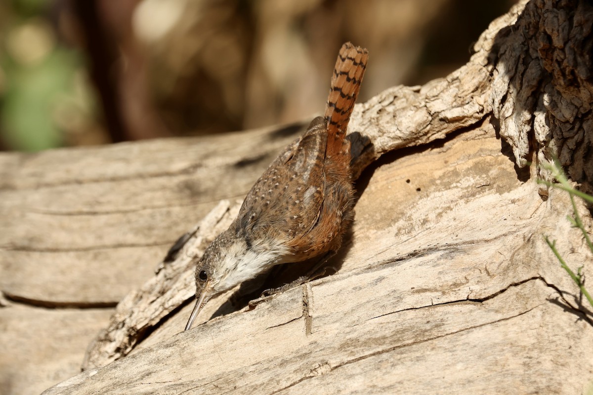 Canyon Wren - ML642909603
