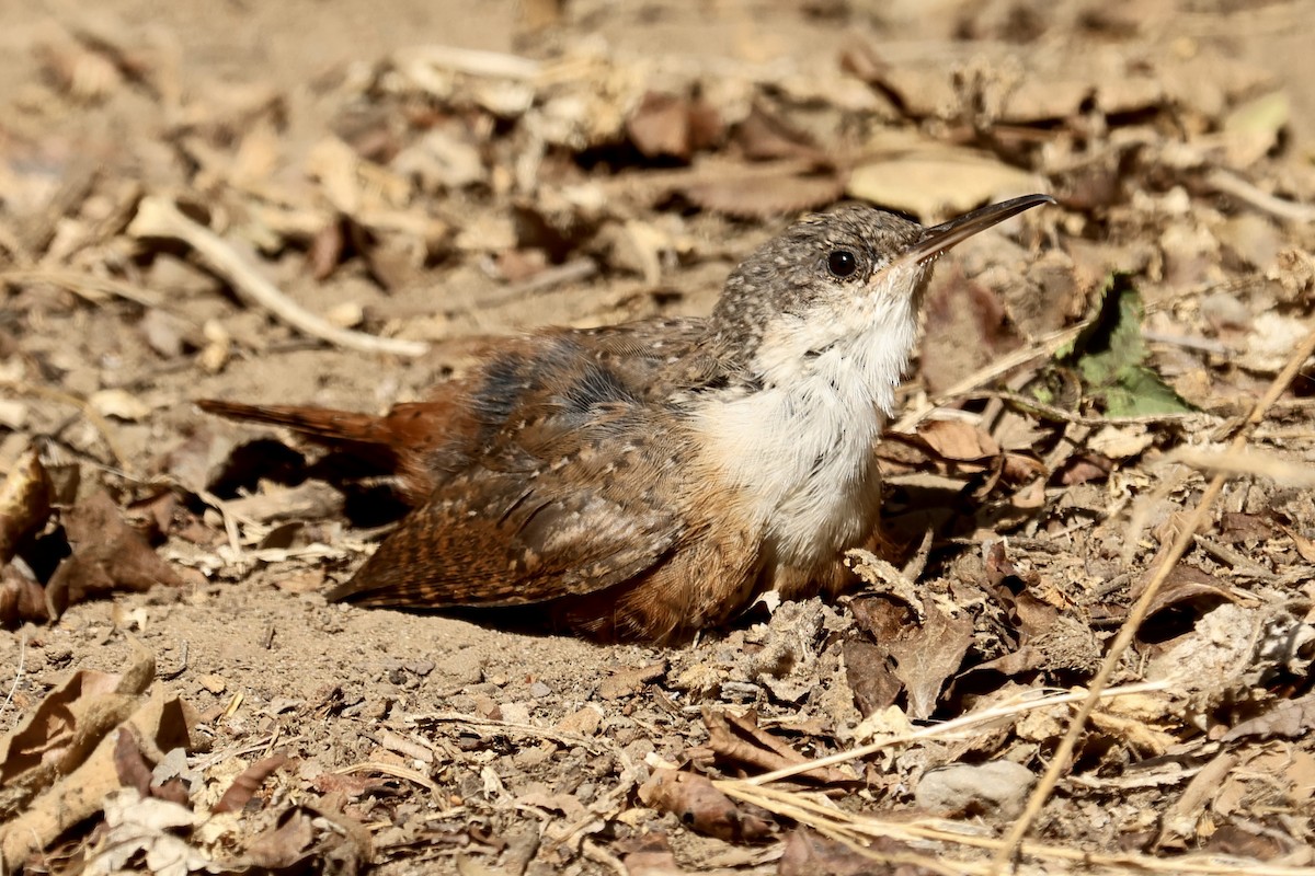 Canyon Wren - ML642909604