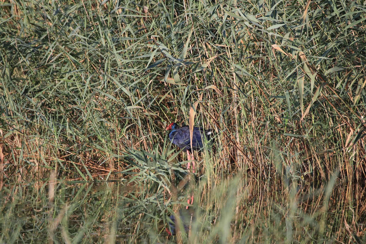 Western Swamphen - ML642909606