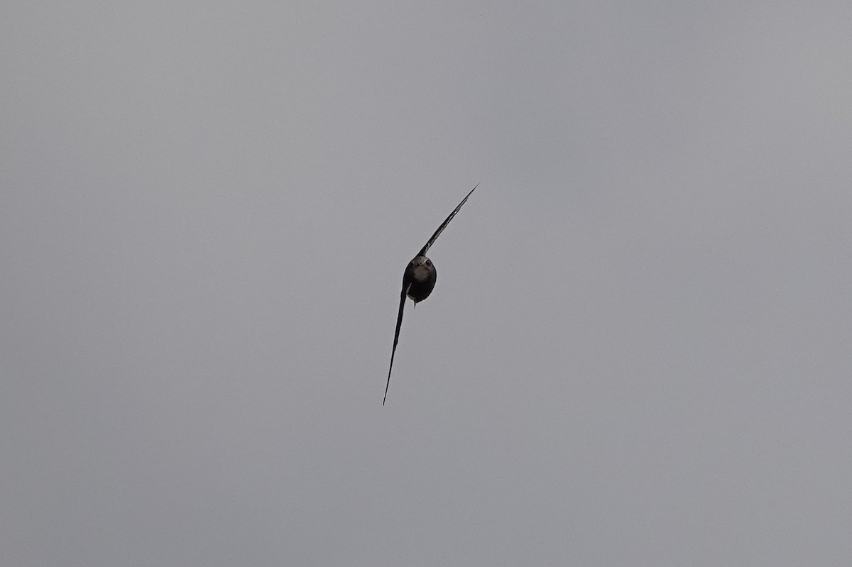 Little Swift - ML642909608