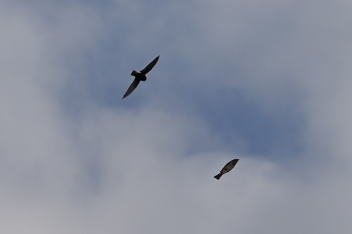 Little Swift - ML642909621