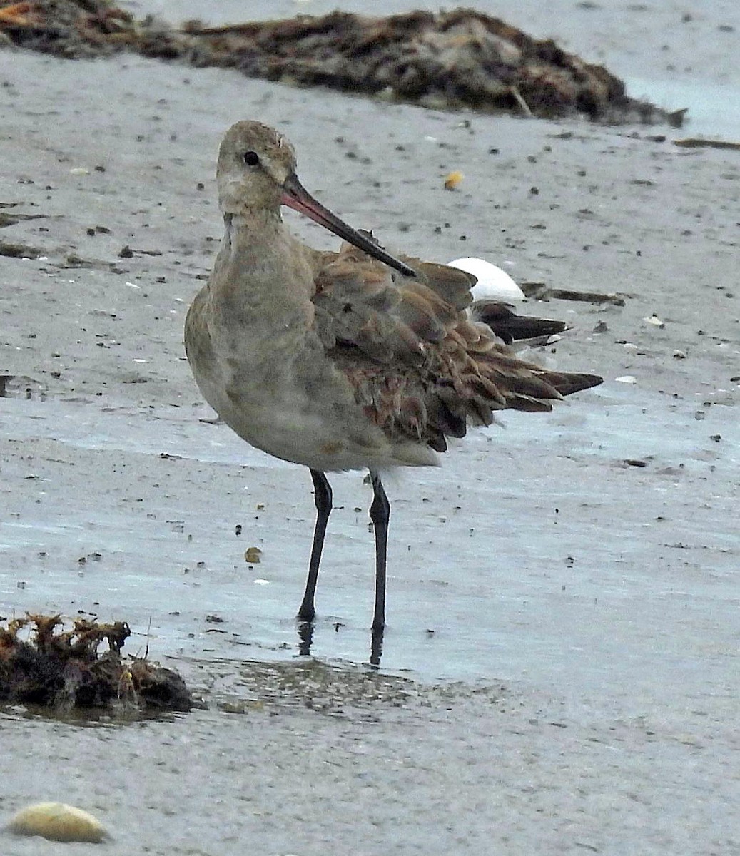 Hudsonian Godwit - ML642909638