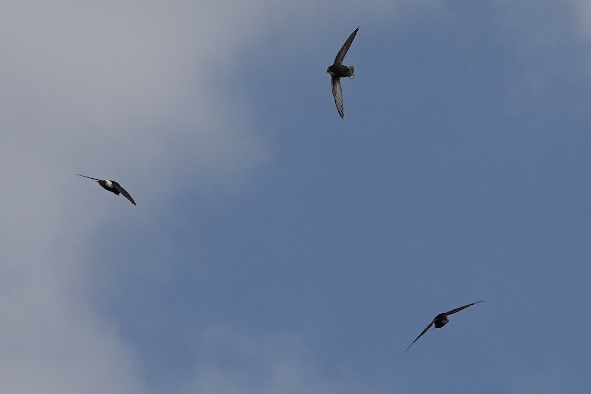 Little Swift - ML642909641