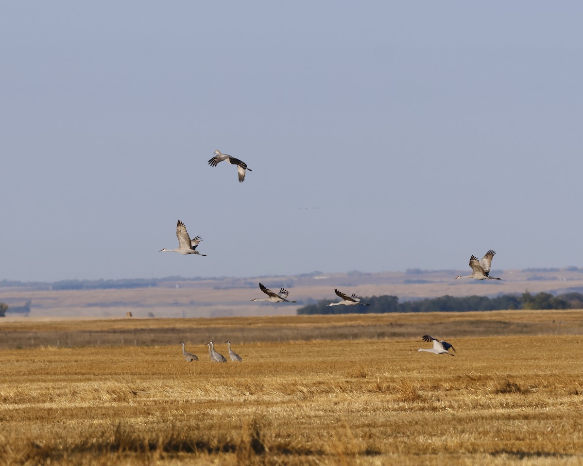 Sandhill Crane - ML642909642