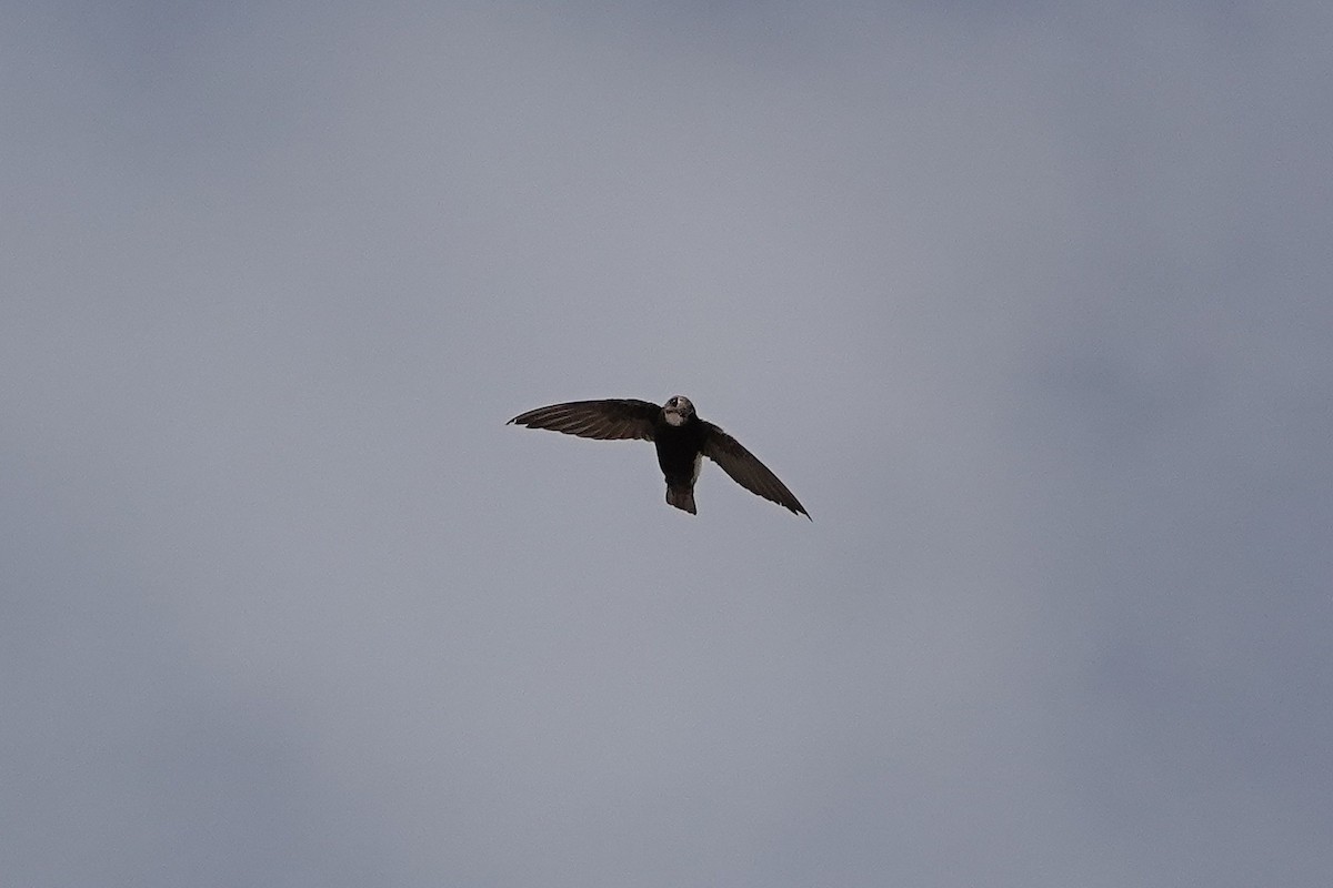 Little Swift - ML642909656