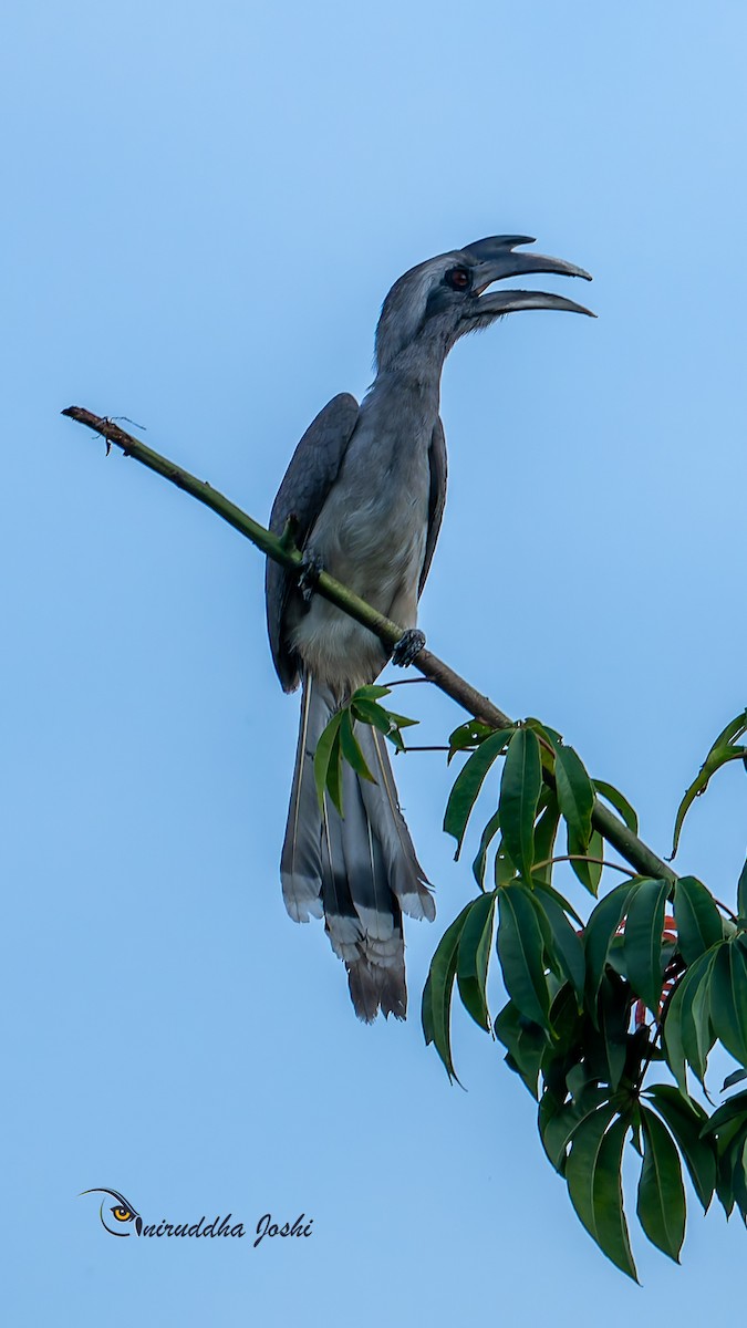 Indian Gray Hornbill - ML642909661