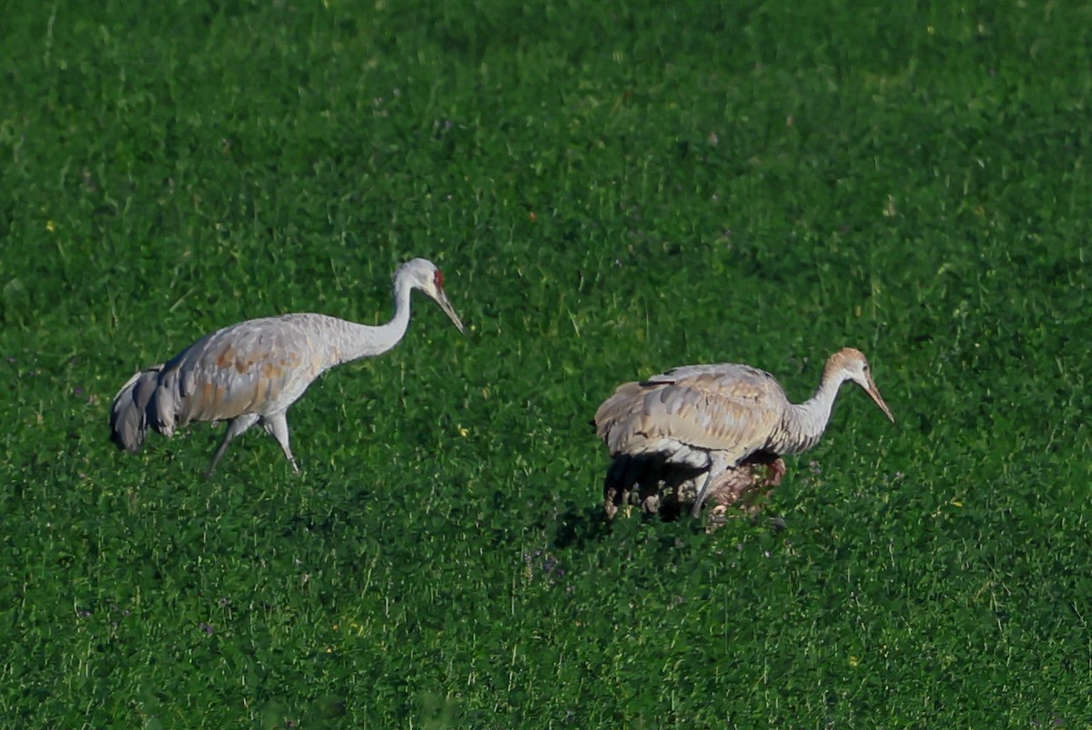 Sandhill Crane - ML642909662