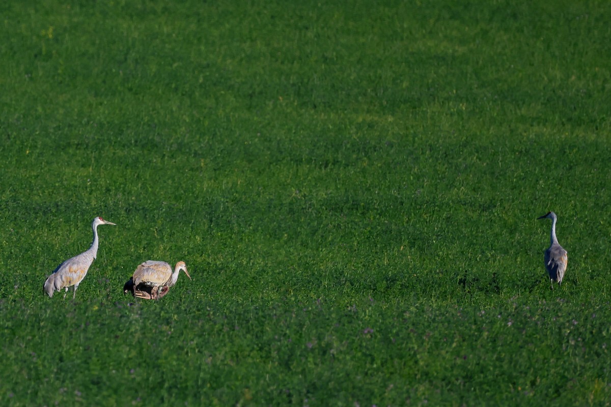 Sandhill Crane - ML642909664