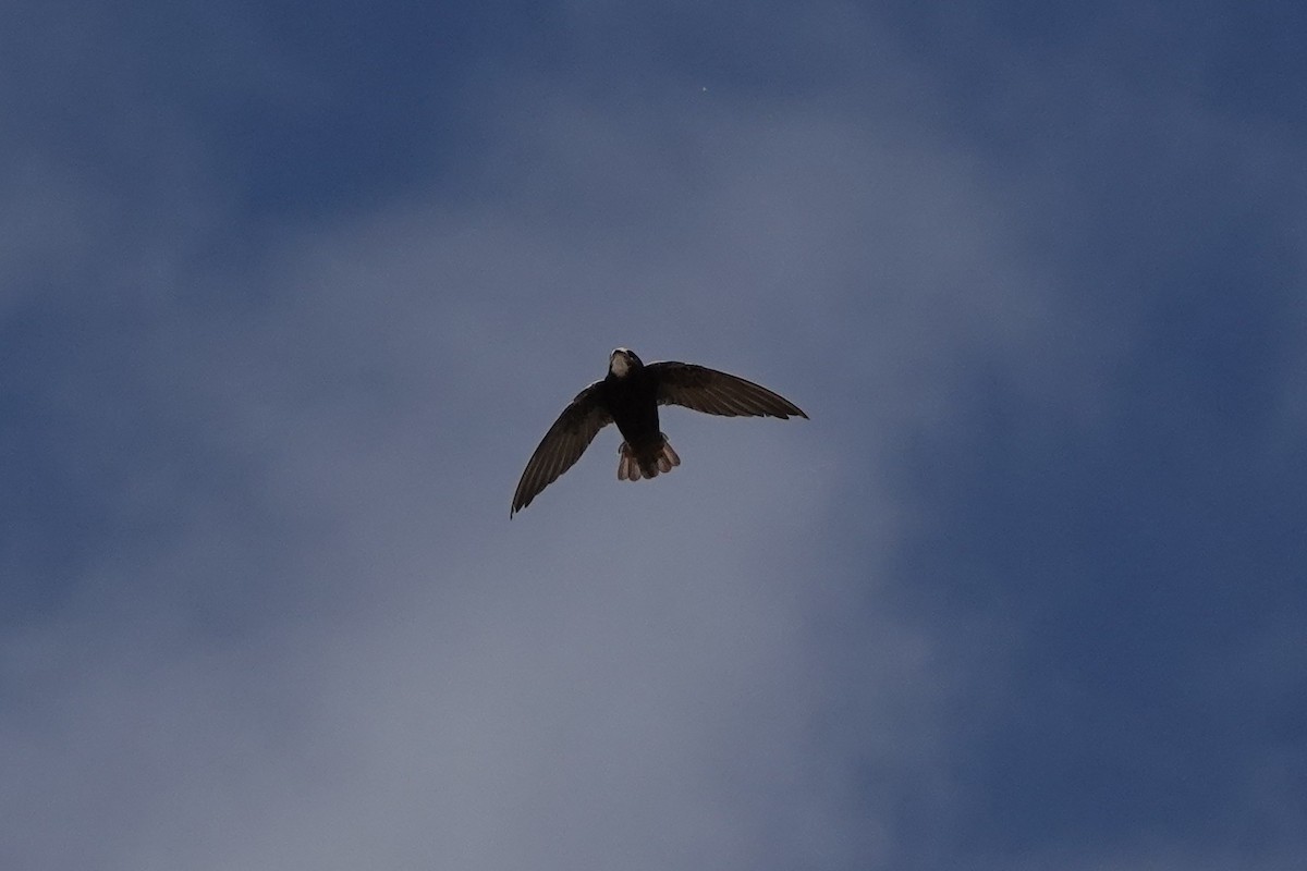 Little Swift - ML642909672
