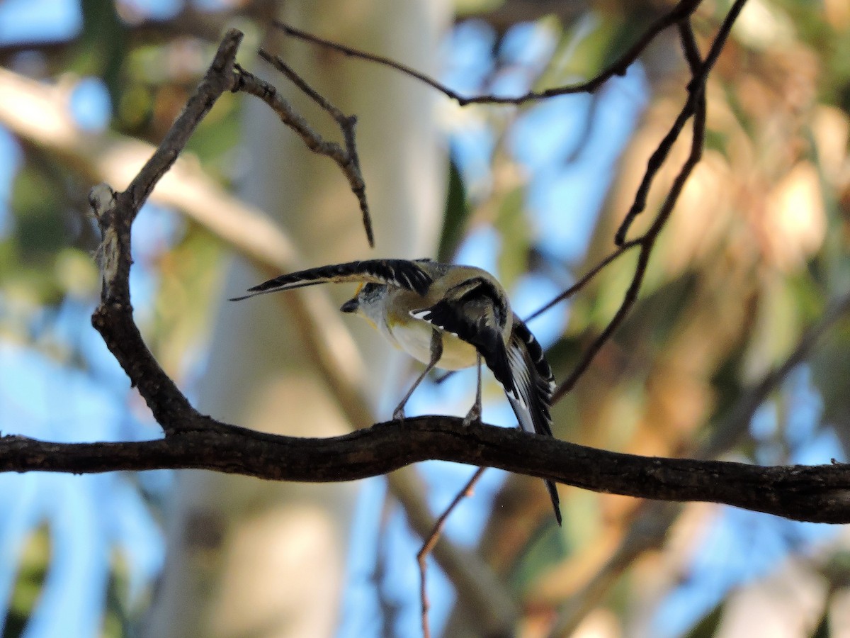 Striated Pardalote - ML642909675
