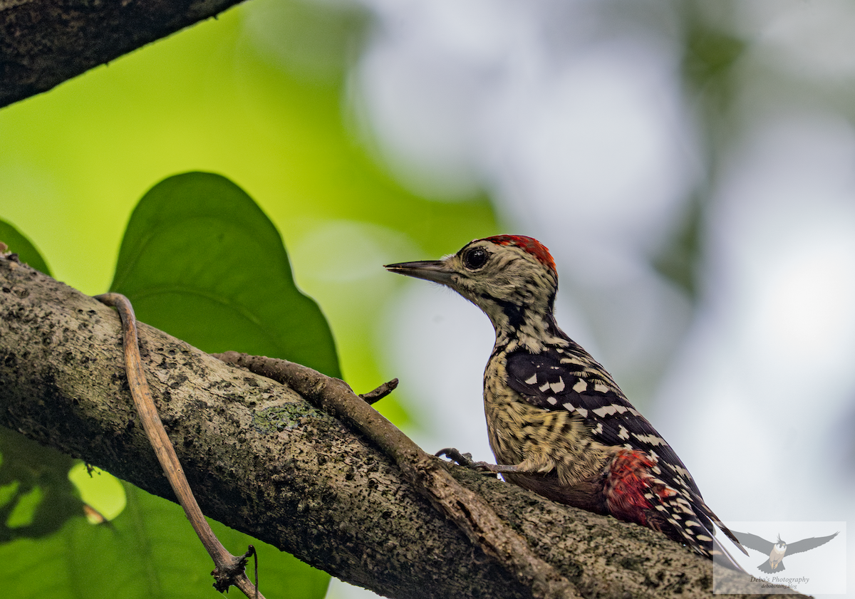 Freckle-breasted Woodpecker - ML642909699
