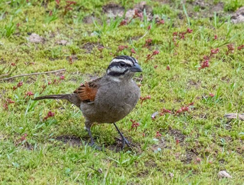 Cape Bunting - ML642909700