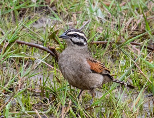 Cape Bunting - ML642909701