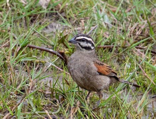 Cape Bunting - ML642909702