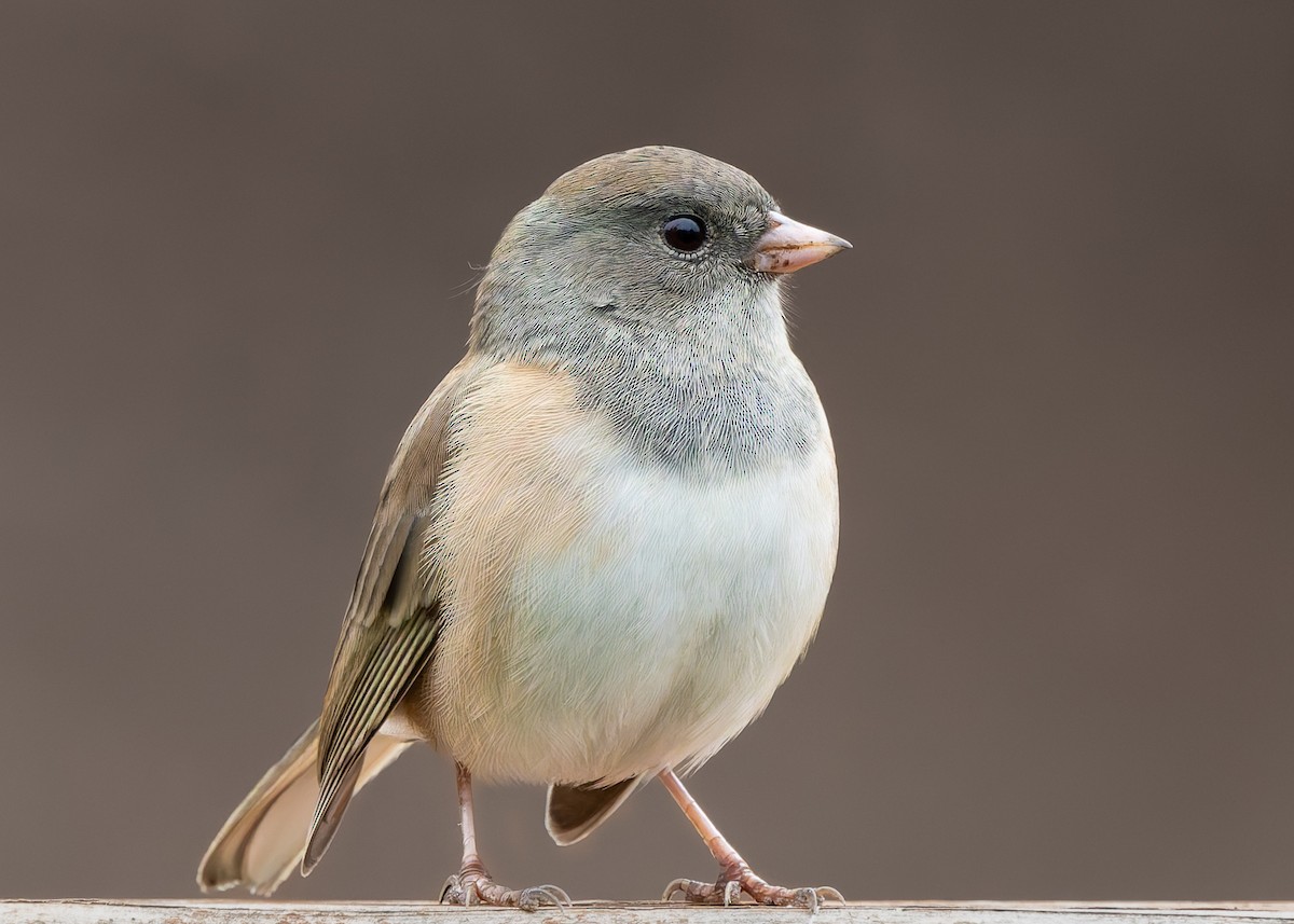 Dark-eyed Junco (Oregon) - ML642909704