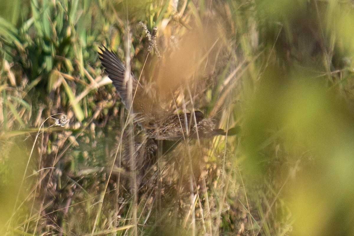 Benekli Suyelvesi - ML642909707