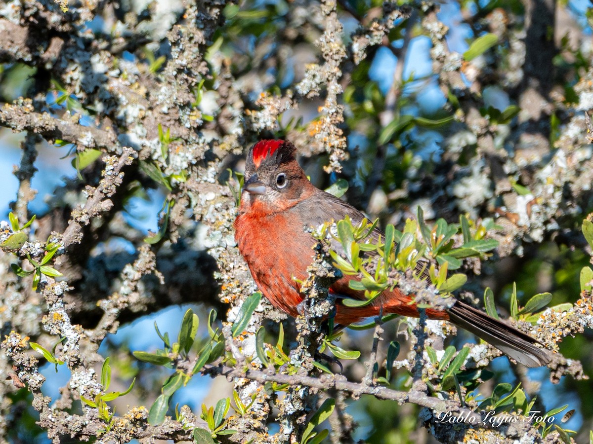 Red-crested Finch - ML642909708