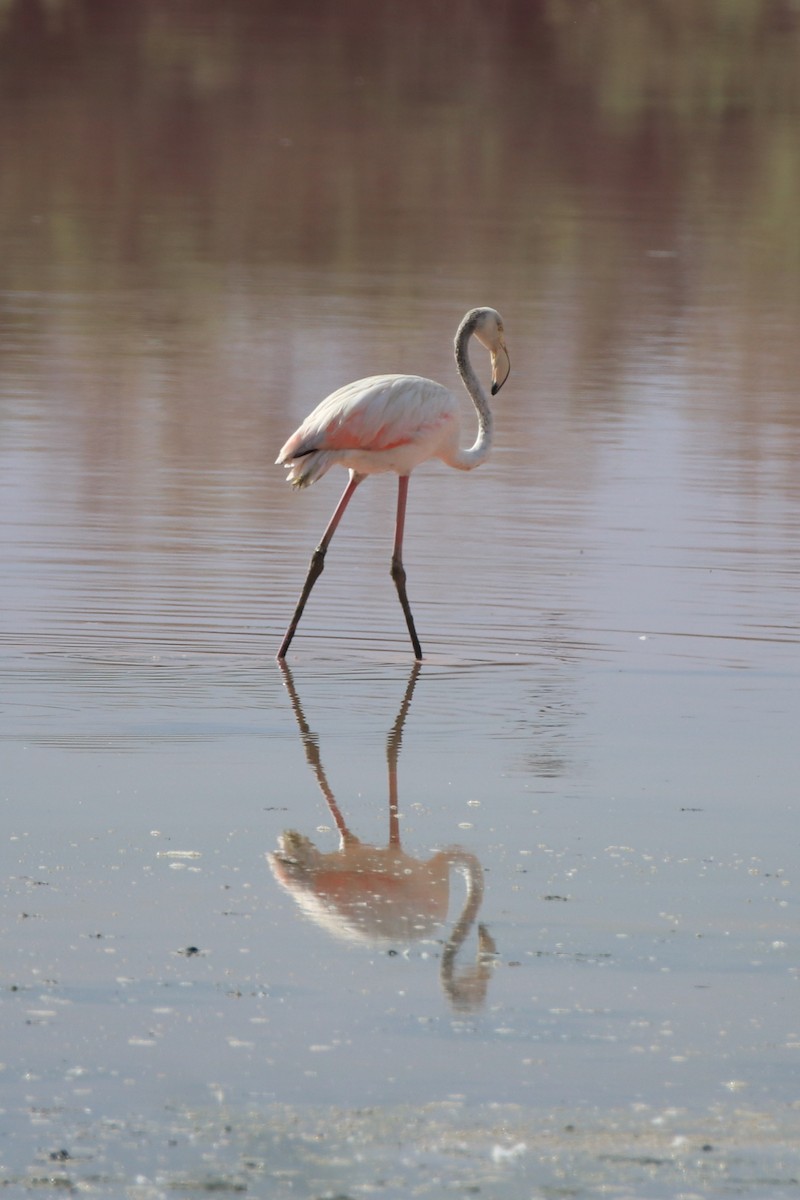 Greater Flamingo - ML642909718