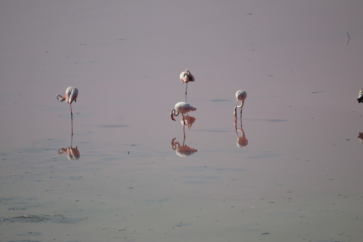 Greater Flamingo - ML642909719