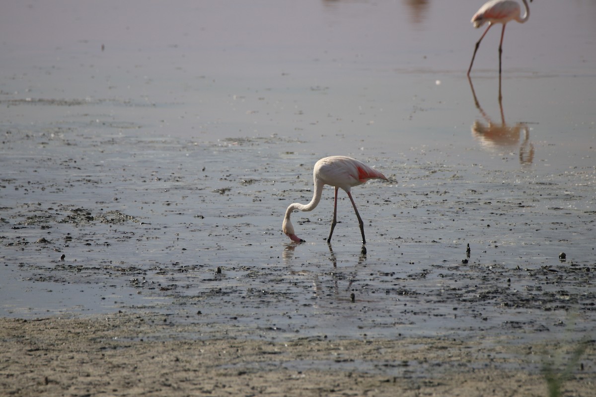 Greater Flamingo - ML642909720