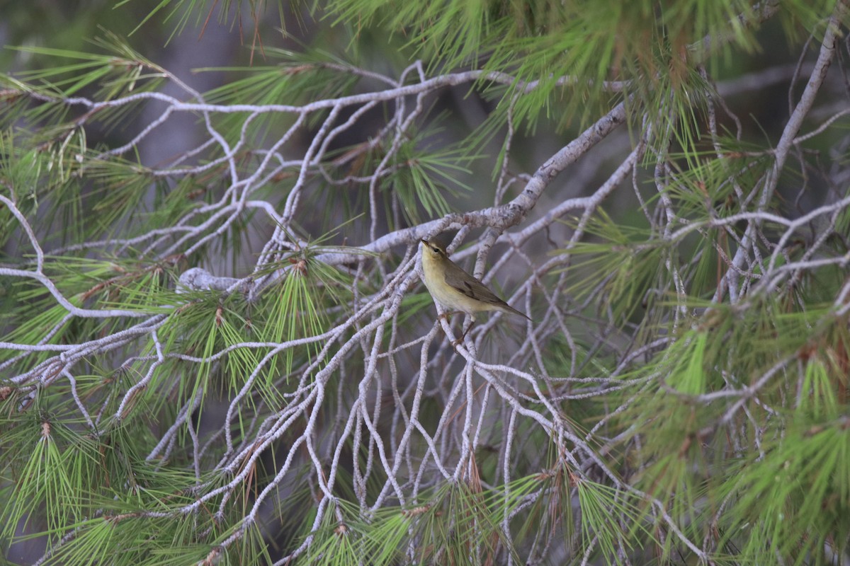 Willow Warbler - ML642909722