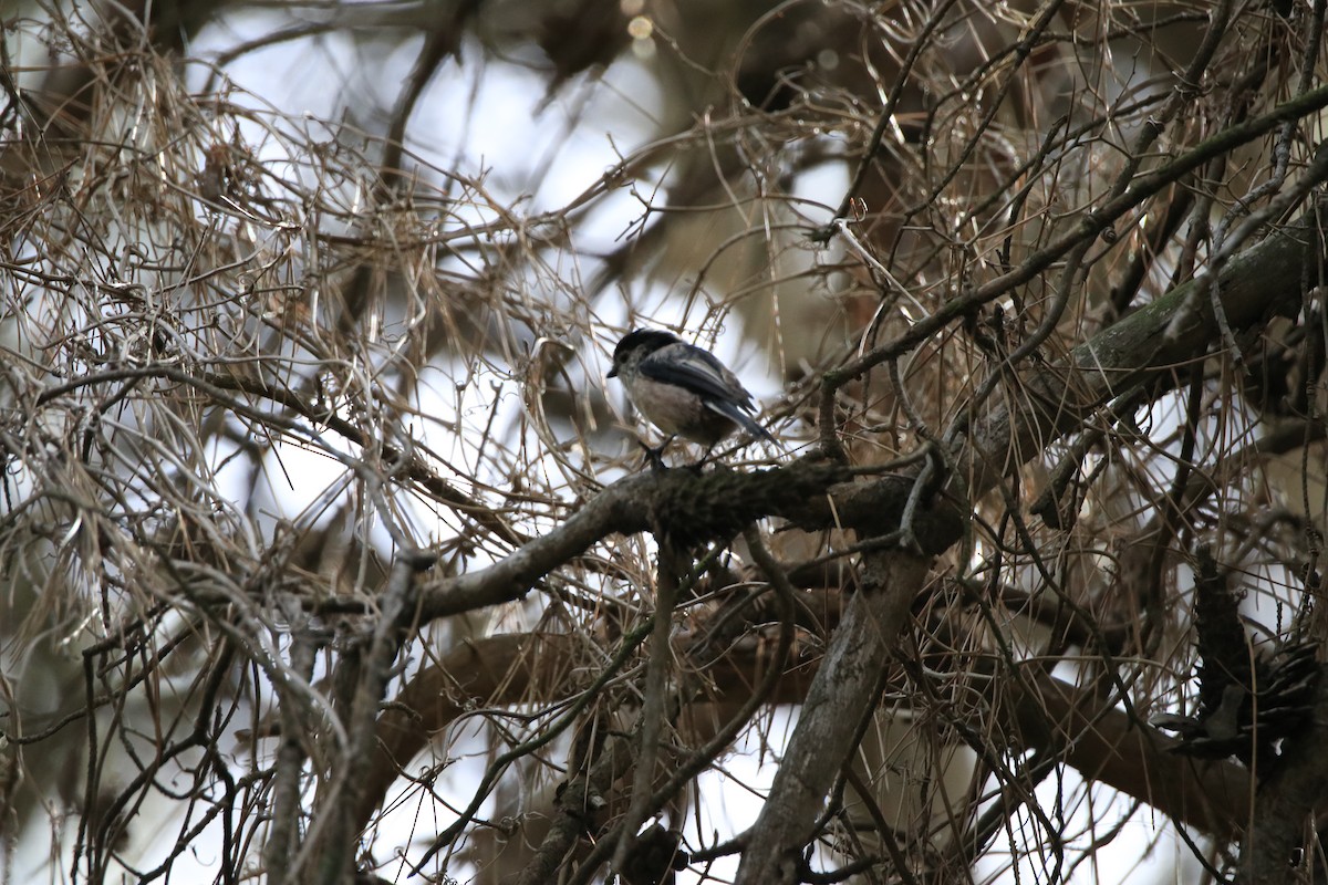 Long-tailed Tit - ML642909729