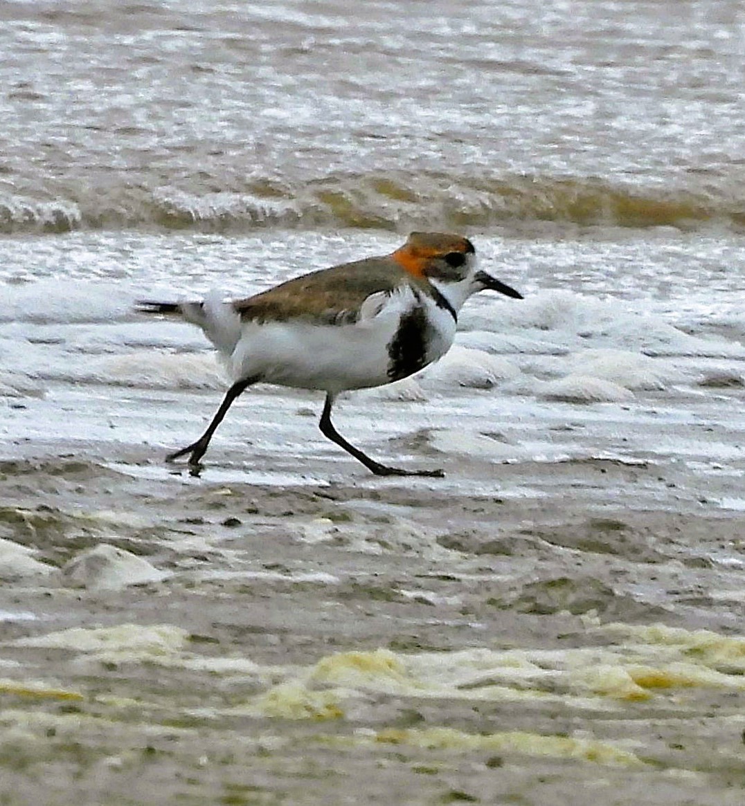 Two-banded Plover - ML642909731
