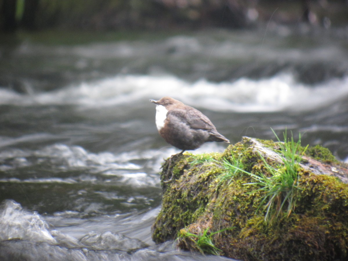 White-throated Dipper - ML642909732