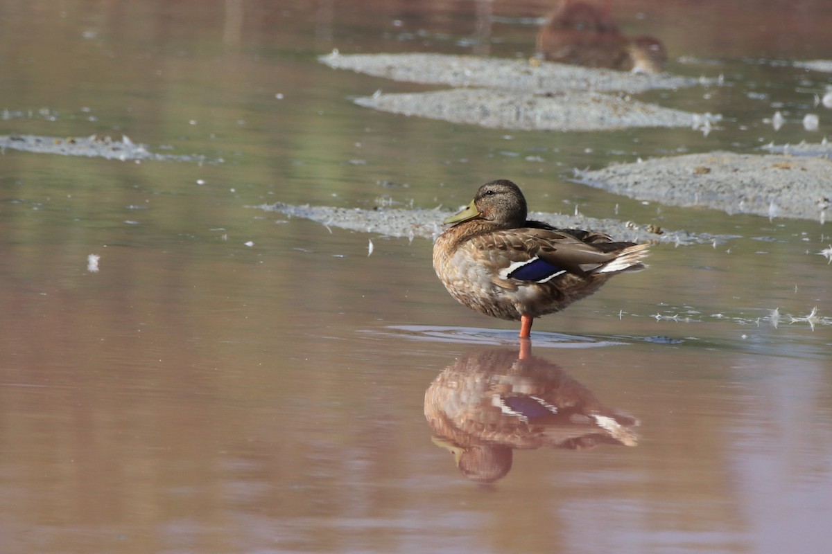 Mallard - ML642909742