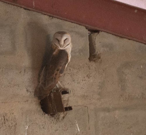 Western Barn Owl (African) - ML642909743