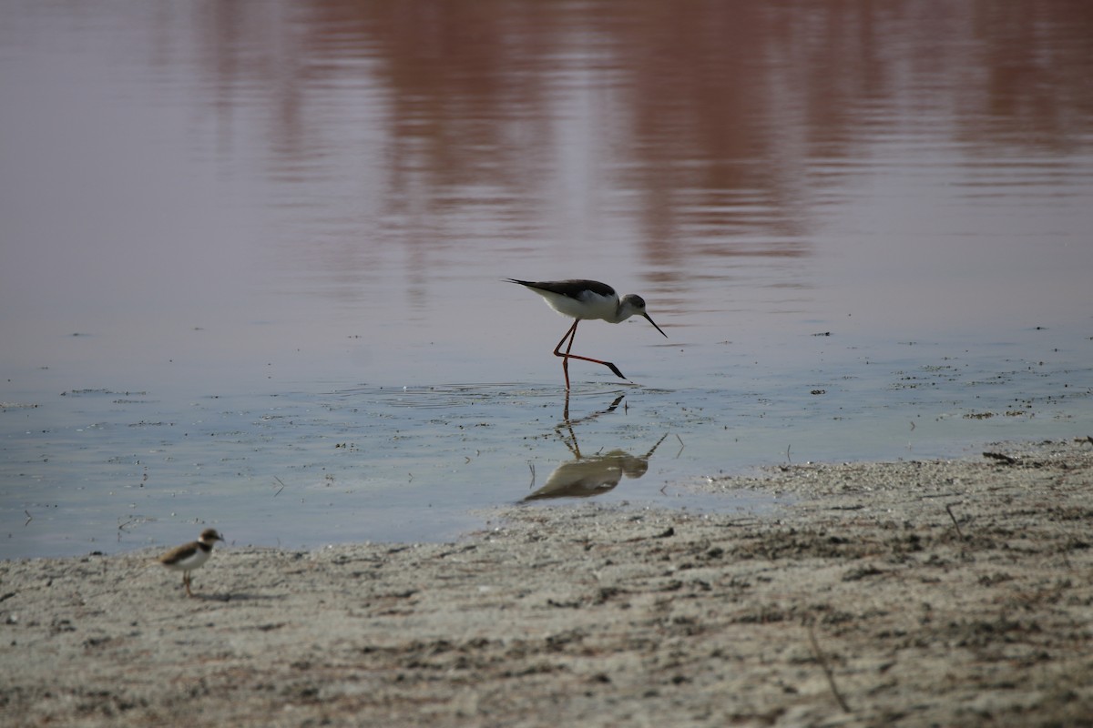 Black-winged Stilt - ML642909745
