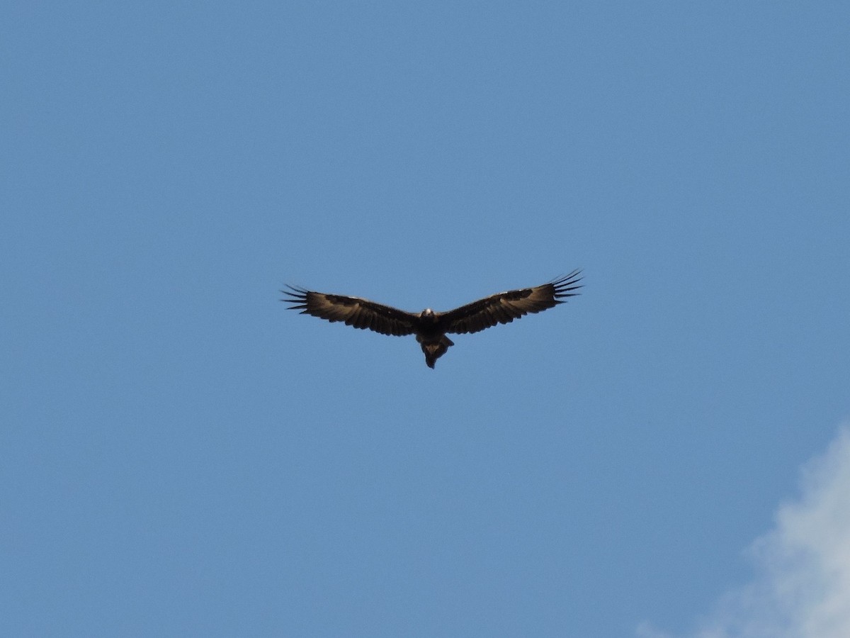 Wedge-tailed Eagle - ML642909748