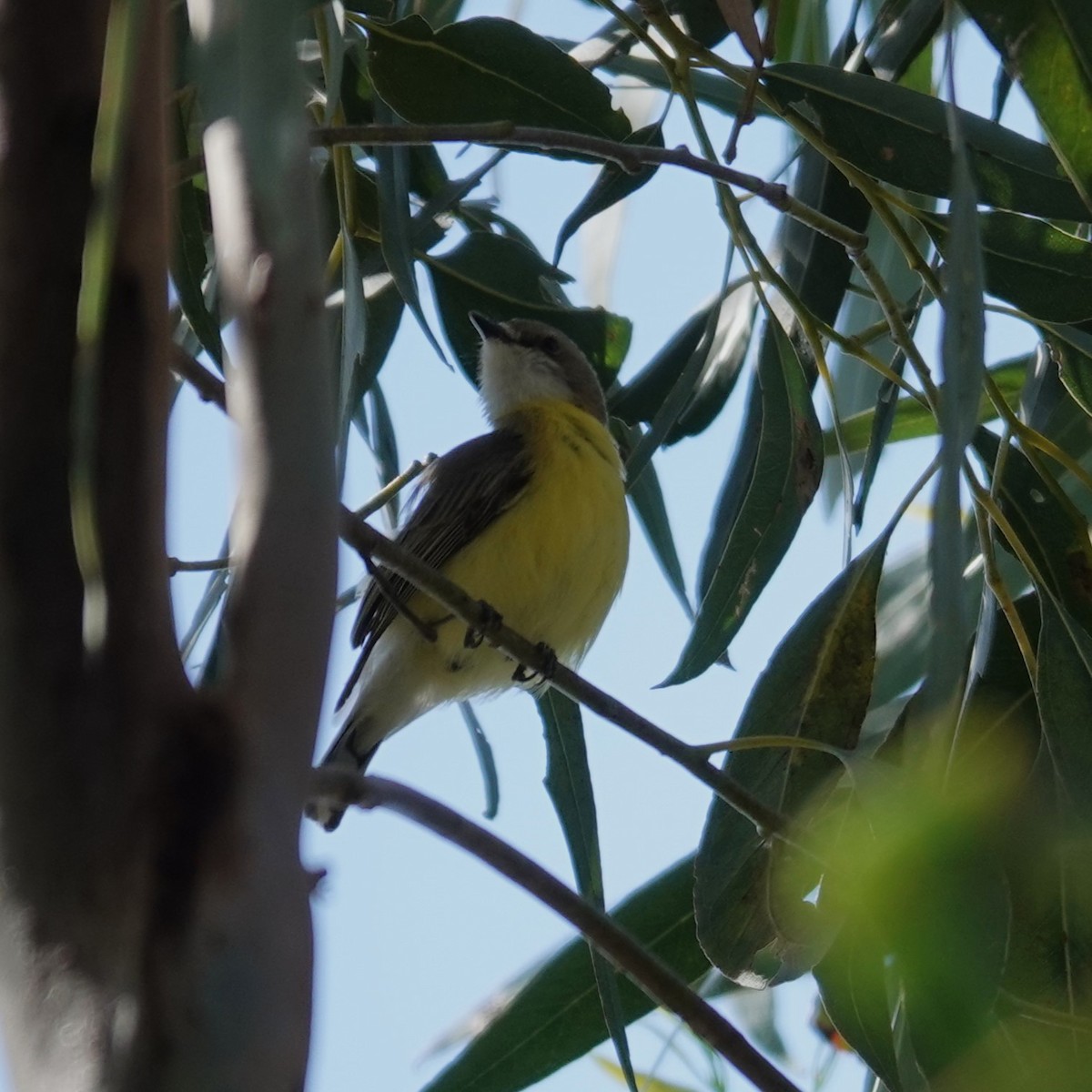 White-throated Gerygone - ML642909749