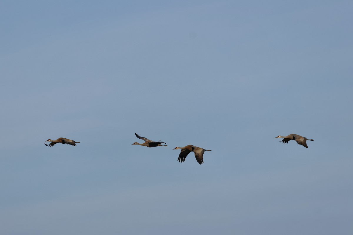 Sandhill Crane - ML642909752