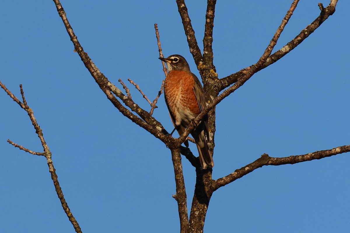American Robin - ML642909753