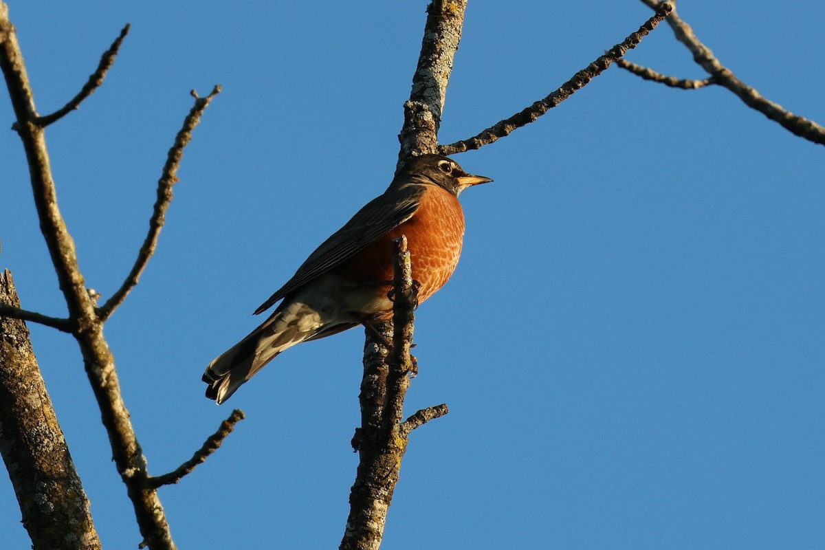 American Robin - ML642909754