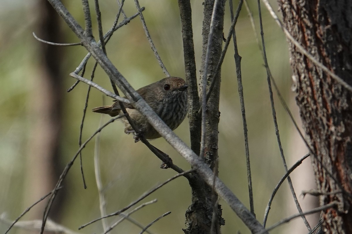 Brown Thornbill - ML642909760