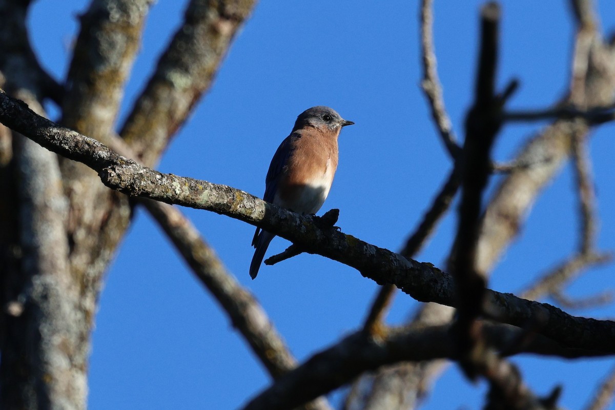 Eastern Bluebird - ML642909765