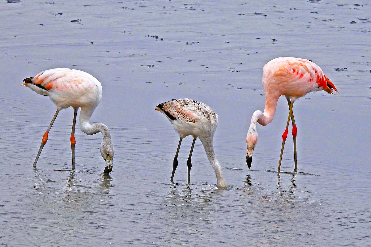 Chilean Flamingo - ML642909768