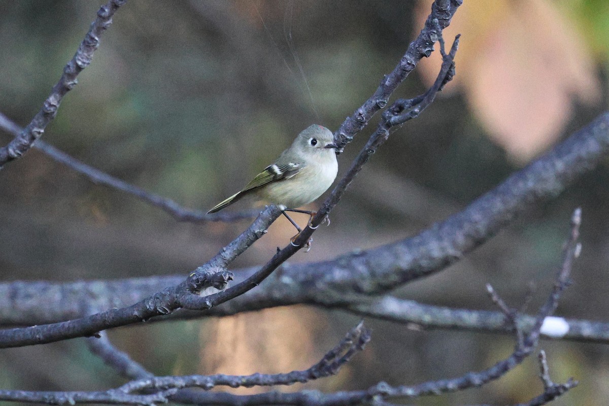 Ruby-crowned Kinglet - ML642909769